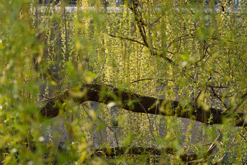 Delicate young leaves of a willow tree swaying in the spring breeze, illuminated by golden sunlight. © Nataliia