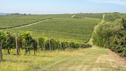 Fototapeta premium vineyards from Banska Cosa to Baranja