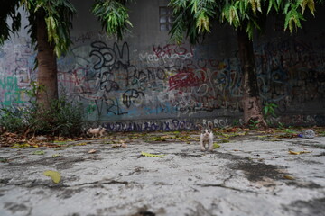Stray cat with alert eyes captured in a candid street moment.