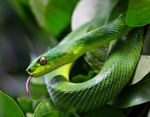 Fototapeta premium Green tree snake coiled among leaves in tropical forest
