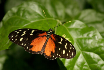 Fototapeta premium Colorful Pretty Butterfly feeding on Green Plant in Indianapolis, IN, USA