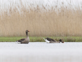 Graylag goose (Anser anser) swimming