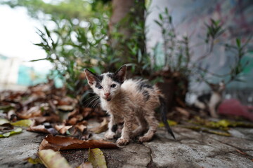 Stray cat with alert eyes captured in a candid street moment.