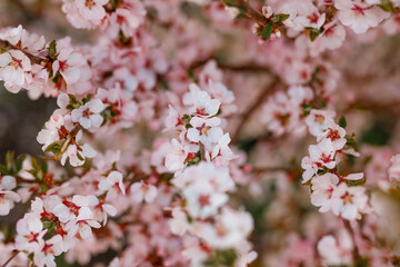 Cherry trees in bloom in spring.