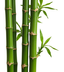 鮮やか緑竹 清々しい自然