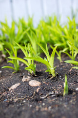 A variety of green plants are thriving and growing out of the soil