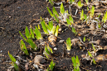 A large bunch of green plants is steadily growing out of the ground