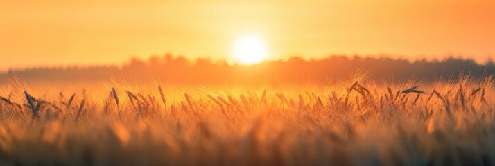 Blurry summer sunrise over a wheat field creating warm orange tones and a soft glow in the early morning light