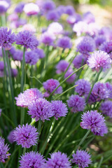 A close-up of vibrant purple chive flowers in full bloom. Vertical crop.