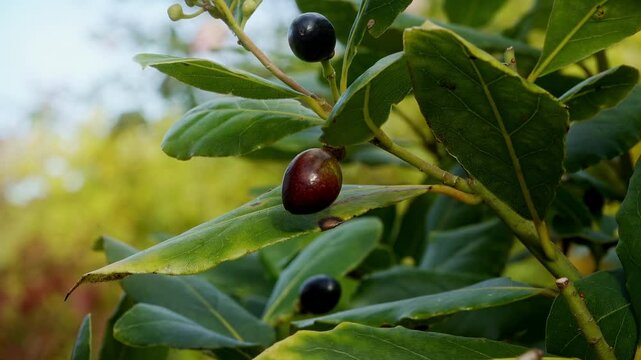 Laurel bay leaf close up stock footage