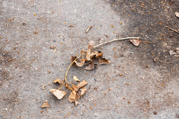 A bunch of colorful leaves are laying softly on the ground