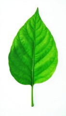 Obraz premium Green leaf isolated on white background with soft focus effect, leaves, foliage, green