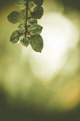 Close up fresh green leaf and blurred background.