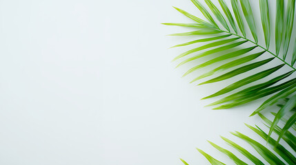 Fresh green palm leaves create vibrant and tropical atmosphere against light background, perfect for nature themed designs