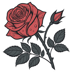 red rose vector illustration