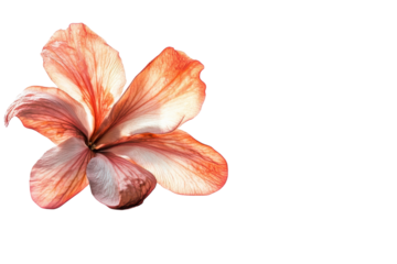 Delicate flower petals gracefully reflecting light in a serene and minimalistic setting