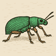 Fototapeta premium Illustration of a Green Beetle with Woodcut Texture on Beige Background
