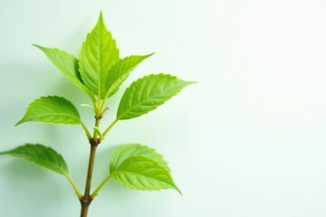Delicate sapling, vibrant green leaves, stark white backdrop , clean image, natural