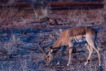deer in the forest