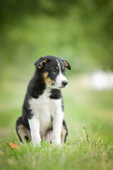 Spring portrait of dog in nature. He is so cute in the nature. He has so lovely face	