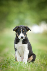 Spring portrait of dog in nature. He is so cute in the nature. He has so lovely face	