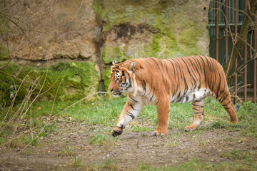 Asian tiger is going in zoo habitat. He is waiting for animal caretaker.	