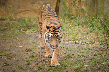 Asian tiger is going in zoo habitat. He is waiting for animal caretaker.	