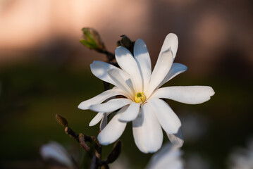 Biała magnolia gwiaździsta, wiosenne tło kwiatowe.  © Elżbieta Kaps
