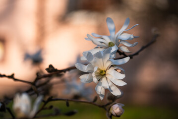 Biała magnolia gwiaździsta, wiosenne tło kwiatowe.  © Elżbieta Kaps