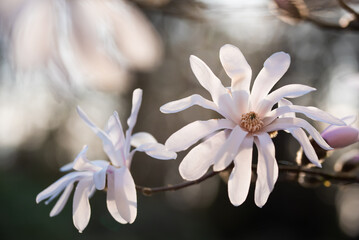 Biała magnolia gwiaździsta, wiosenne tło kwiatowe.  © Elżbieta Kaps