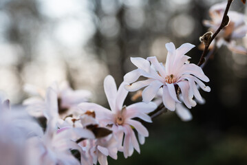 Biała magnolia gwiaździsta, wiosenne tło kwiatowe.  © Elżbieta Kaps
