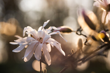 Biała magnolia gwiaździsta, wiosenne tło kwiatowe.  © Elżbieta Kaps
