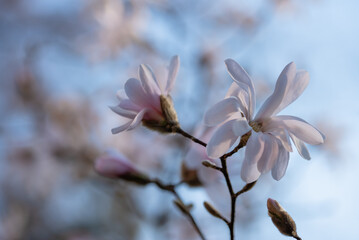 Biała magnolia gwiaździsta, wiosenne tło kwiatowe.  © Elżbieta Kaps