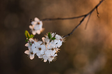 Kwitnąca śliwka, białe kwiaty, wiosenne tło. © Elżbieta Kaps