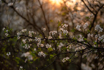 Kwitnąca śliwka, białe kwiaty, wiosenne tło. © Elżbieta Kaps