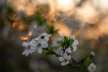 Kwitnąca śliwka, białe kwiaty, wiosenne tło. © Elżbieta Kaps