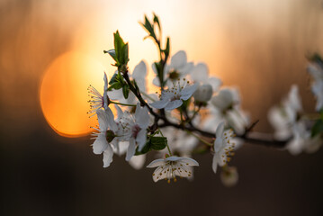 Kwitnąca śliwka, białe kwiaty, wiosenne tło. © Elżbieta Kaps