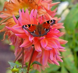 Daily suction, Aglais io, Inachis Io, Nymphalis Io, is a butterfly from the Nymphalidae family,  sitting in the center of a pink salmon colored blossoming a dahlia. Differented sharpness areas. 