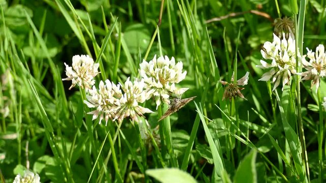 Burnet companion moth (Euclidia glyphica) butterfly moving around on a white flower in Zurich, Switzerland