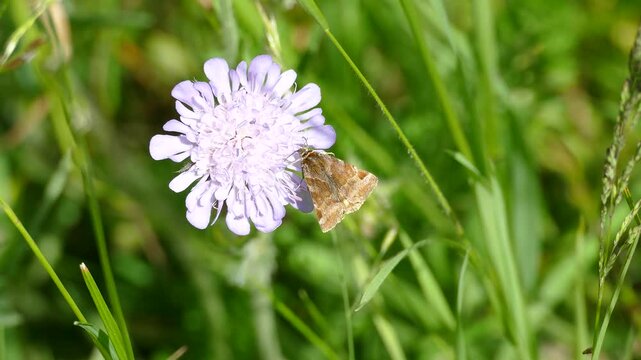 Burnet Companion (Euclidia glyphica) Moth moving around on a small scabious in Zurich, Switzerland