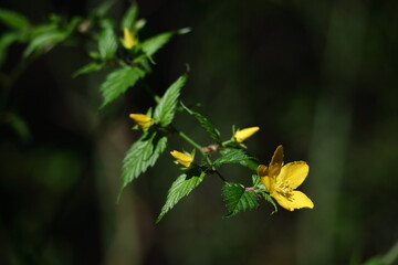 鮮やかな黄金色に咲く