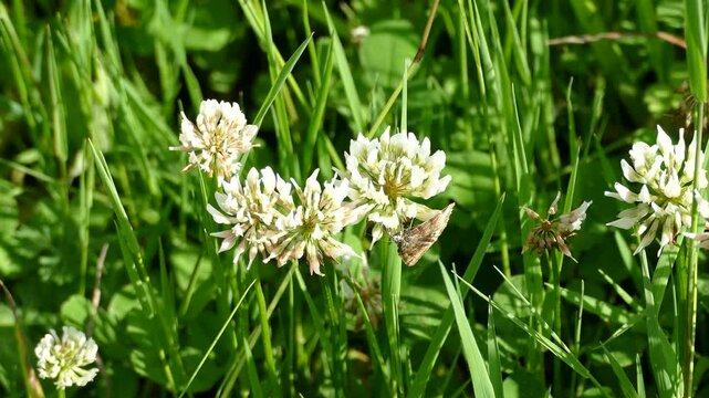 Burnet companion moth (Euclidia glyphica) butterfly moving around on a white flower in Zurich, Switzerland