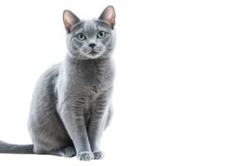 A serene gray cat gazes out a snowy window on a chilly winter day