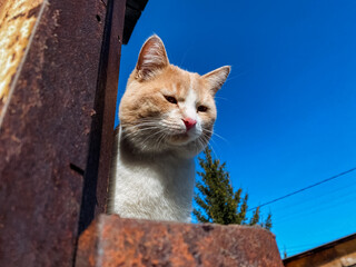 An adorable orange and white cat gazes curiously through the gaps of a rusty, old fence, showcasing...