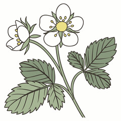 vector illustration of a flower