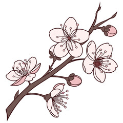 cherry blossom branch