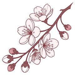 cherry blossom branch