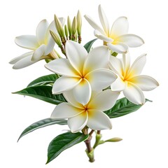 Obraz premium Symbolic-Jasmine-flowers-for-Mothers-Day-in-Thailand-isolated-on-white-background
