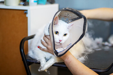 A fluffy white cat wearing a cone around its head for recovery