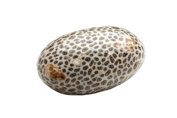 Intricate speckled egg resting softly on a neutral surface, revealing nature's delicate artistry